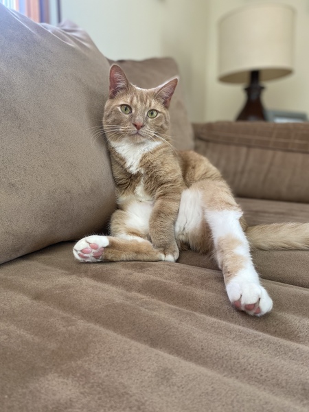 Entry image for Milo. Clicking this image will show a larger photo