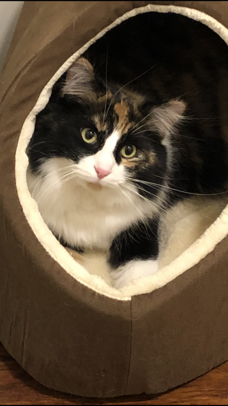 Entry image for Sassy. Clicking this image will show a larger photo