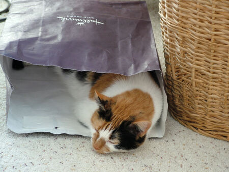Entry image for Missy. Clicking this image will show a larger photo