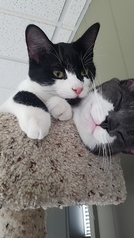 Entry image for Oliver (B/W) and Georgie (G/W). Clicking this image will show a larger photo