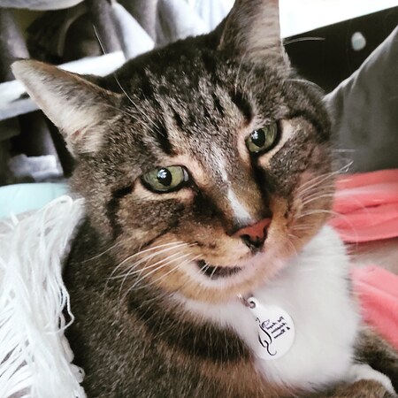 Entry image for Sheldon (broken jaw kitty) cuteness . Clicking this image will show a larger photo