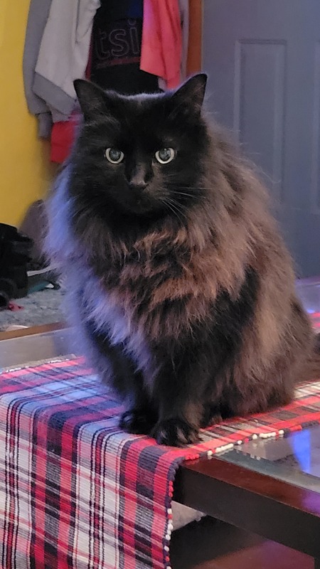 Entry image for Pepper (ms Queen of sassy). Clicking this image will show a larger photo