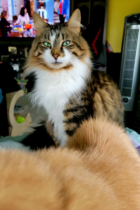 Entry image for Baxter (handsome boy & quiet voice box). Clicking this image will show a larger photo