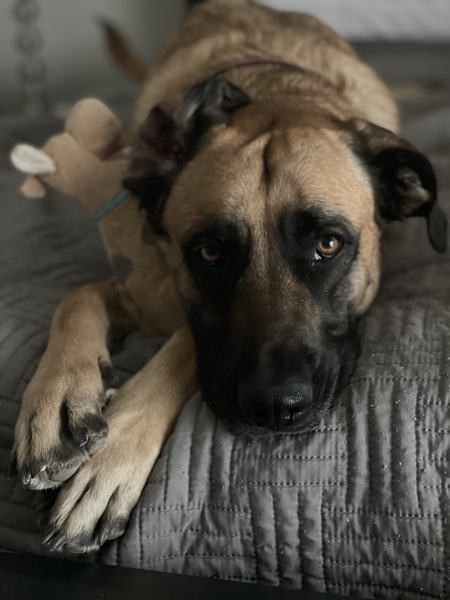 Entry image for Coco. Clicking this image will show a larger photo