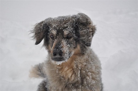 Entry image for Annie. Clicking this image will show a larger photo