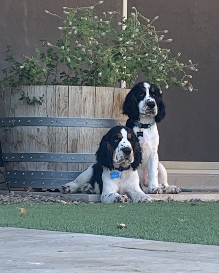Entry image for Wilbur & Wookie. Clicking this image will show a larger photo