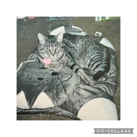 Entry image for Tiger. Clicking this image will show a larger photo