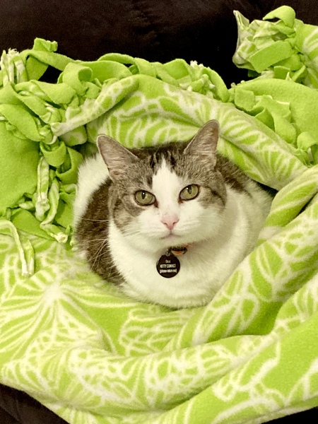 Entry image for Lily. Clicking this image will show a larger photo