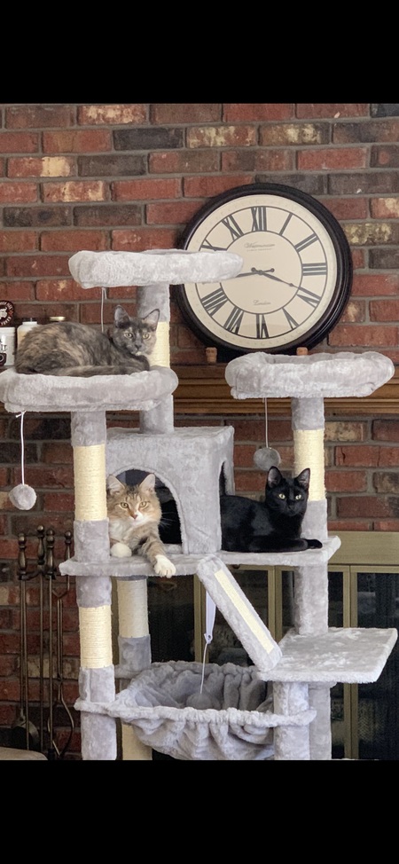 Entry image for (Left to right) Eddy, Frankie, Rip. Clicking this image will show a larger photo