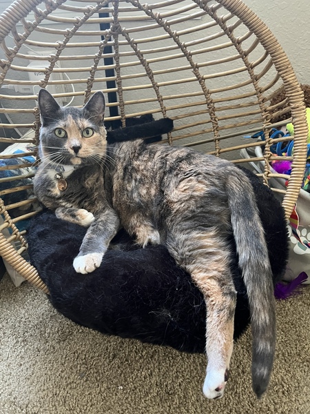 Entry image for Cleo. Clicking this image will show a larger photo