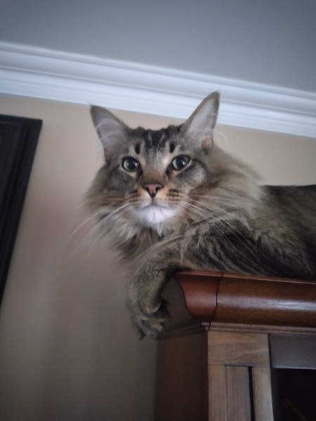 Entry image for Minxie. Clicking this image will show a larger photo