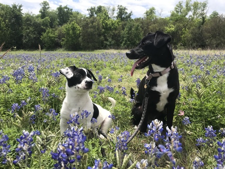 Tuxedo and Sailor 