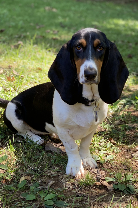 Daisy