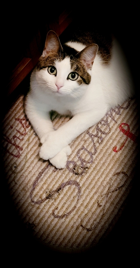 GiGi