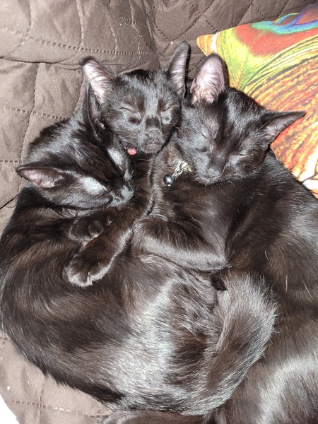 Noir, Ebony, & Onyx