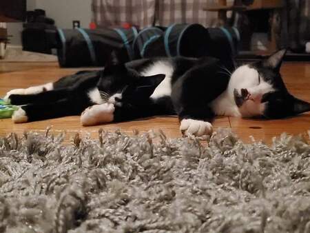 Eloise Snicklefritz & Loki