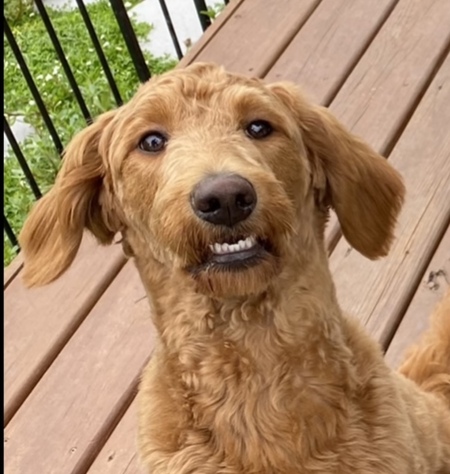 Daphne