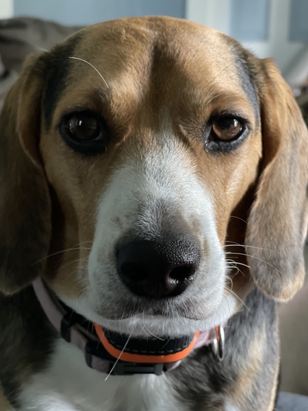 Dottie Jo