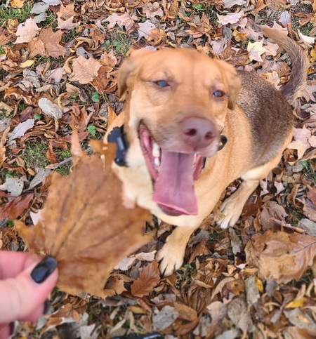 Mocha