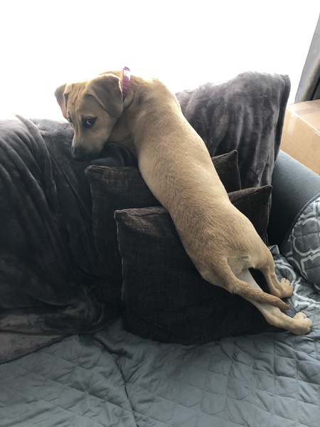 Timber