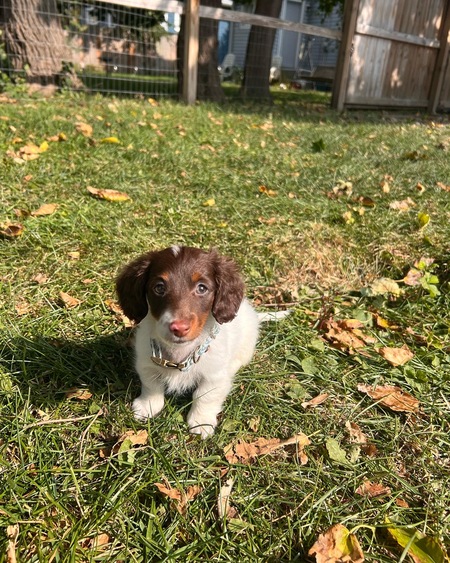 Rosie