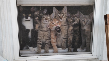 Frodo, Leia, Gretel, Gingy, Hansel, Fiona, and Muffin