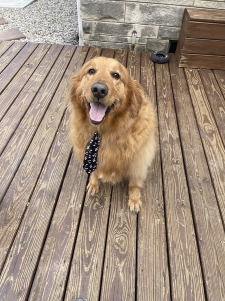 Buddy