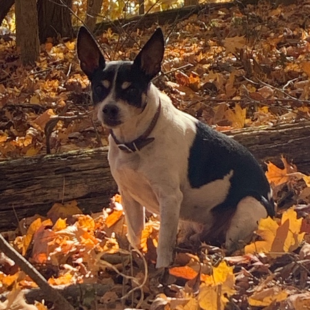 Waylon