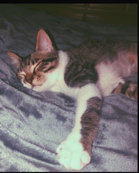 Klaus