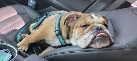 Meatball