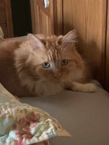 Ginger