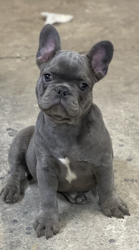Sarge 