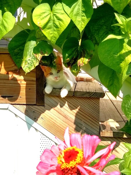 Simba