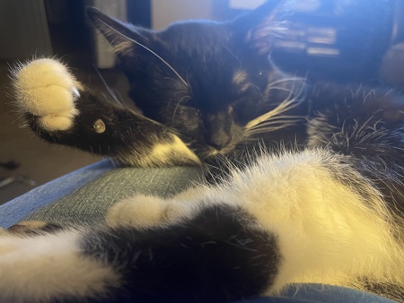 Sylvester