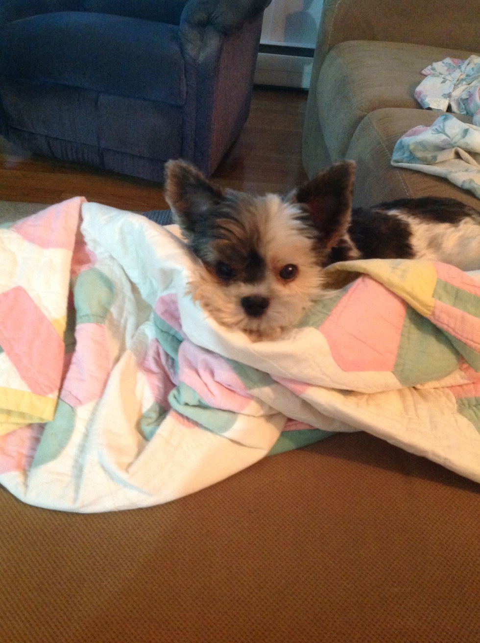 Vote for Mandee PAWS 2023 “PET PINUPS” CALENDAR PHOTO CONTEST