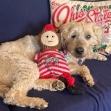 Entry image for Opie
