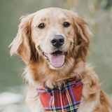 Entry image for Finley