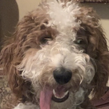 Entry image for Maggie May