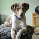 Entry image for Rocky