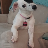 Entry image for Olive