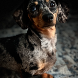 Entry image for Dixie 