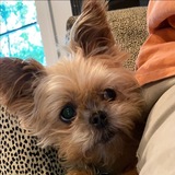 Entry image for Nugget