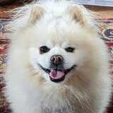 Entry image for Louie