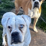 Entry image for Dottie and Bruiser Dagenhart