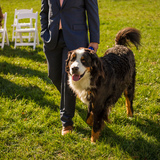 Entry image for Howie