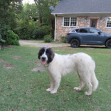 Entry image for Chip