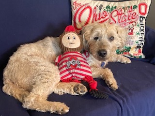 Entry image for Opie. Clicking this image will show a larger photo