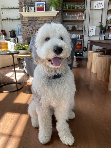 Entry image for Bauer. Clicking this image will show a larger photo