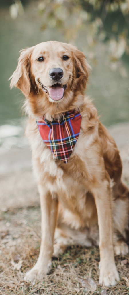 Entry image for Finley. Clicking this image will show a larger photo