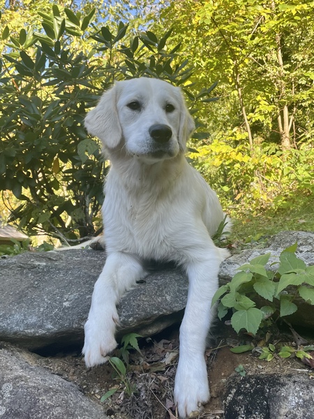 Entry image for Finn. Clicking this image will show a larger photo